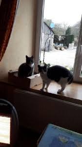 Vous aimez les animaux et souhaitez partager votre passion ? Pet Sitter In Cherbourg Maupertus Sur Mer Garde Petbacker Normandie