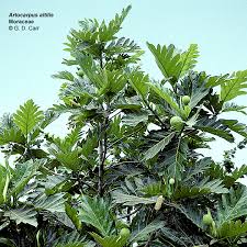 Image result for Moraceae