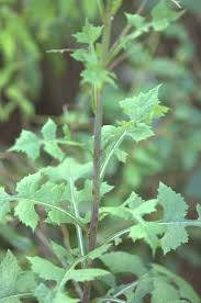 Image result for Lactuca ugandensis