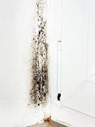 Mold is capable of growing in a variety of materials 11, particularly porous and natural materials such as cardboard, paper, wood products, and ceiling tiles. Mold On Walls Hgtv