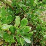 Image result for Gardenia ternifolia