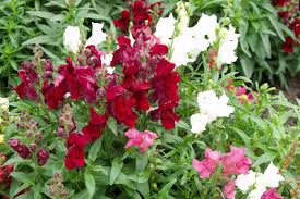 Ist der tisch der sinne reich gedeckt. Die 10 Beliebtesten Sommerblumen Im Garten Garten Diybook At