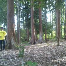 Angka tersebut diperoleh dari pendapatan asli daerah (pad) rp1,354. Photos A Taman Hutan Kota Hutan Lindung Parc A Langsa