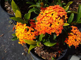 Image result for Ixora fastigiata