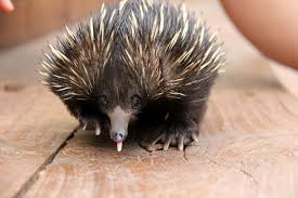 This Rescued Baby Echidna Will Completely Inspire You Echidna Puggle Zooborns Echidna