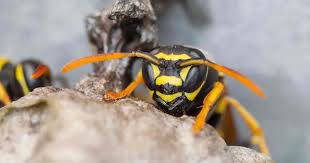 Soap is a surfactant that helps the water seep into the exoskeleton of bees, causing them to drown. 10 Natural Methods To Get Rid Of Wasps Or Help You Live With Them