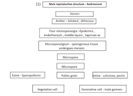 Cbse Class 12 Biology Sexual Reproduction In Flowering