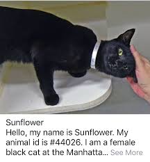 See more ideas about black cat adoption. Sunflower Rescued 10 16 18 To Die 10 16 18 Foster Cat Cat Adoption Cats