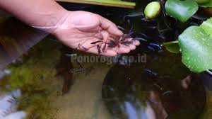 Dalam dunia ikan, khususnya para pehobi ikan cupang, bahwa ikan cupang memiliki dua jenis ikan cupang yaitu cupang hias dan cupang adu. Musim Hujan Omzet Penjualan Ikan Cupang Naik 5 Kali Lipat Pemerintah Kabupaten Ponorogo