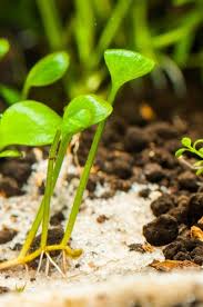 Image result for Marsilea subterranea