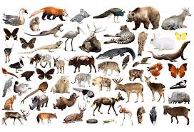 Wildlife Populations Are Plummeting And We Barely Notice Animals Wild Animals Animals Images