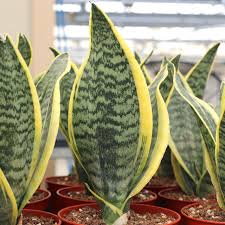 Image result for Sansevieria trifasciata
