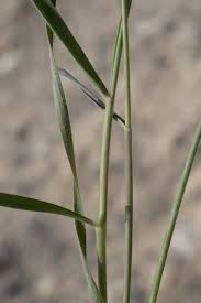 Image result for Enneapogon