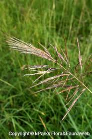 Image result for Bothriochloa bladhii