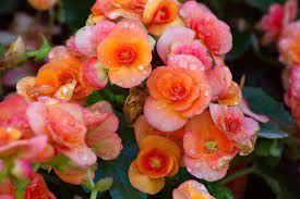Begonia Flower Essence Meaning Best Flower Wallpaper