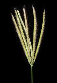 Image result for Chloris virgata