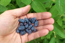 Zone 7 offers a long growing season that gives plenty of opportunity to enjoy a wide variety of flowers, trees, shrubs and vegetables. 60 Unique Fruits Nuts For Cold Climates Zones 3 5