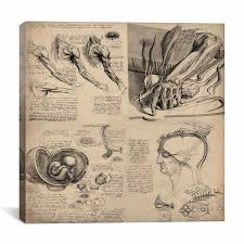 Studies of musculature in the right arm; Human Anatomy Art Wayfair