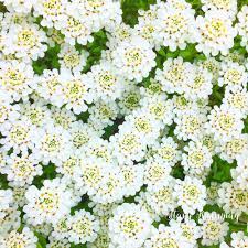 15 Perennial Flowers That Are Easy To Grow Stacy Risenmay Flowers Perennials Flower Garden Care Easy Perennials Flowers