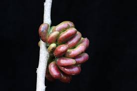 Image result for Xylopia shirensis