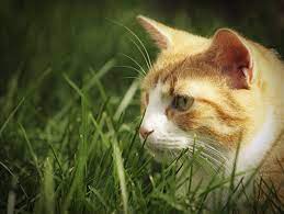 Weight In The Water Health Tips Cats Pets Pet Care Tips