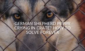 Make the crate a great place to be crate training works best when you set up the crate properly. German Shepherd Puppy Crying In Crate How To Solve Forever Jubilant Pups
