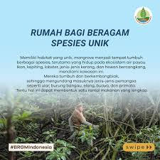 Mangrove, si benteng pertahanan alami ini memiliki beragam manfaat, tidak  hanya untuk lingkungan sekitarnya, juga bagi makhluk hidup yang bergantung  pada ekosistem ini. NOLIPEDIA kali ini, Eli bakal jelasin tentang beragam  manfaat