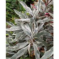 Image result for Tabernaemontana pachysiphon