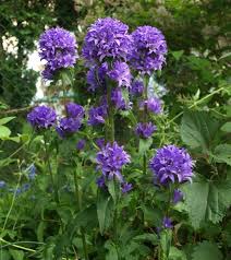 Stock Photo Campanula Glomerata Superba Clustered Bellflower Plants Purple Plants Campanula