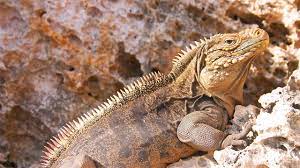 Pin By Dylan Preston On Animals In My Future Rare Animals Animals Animal Species