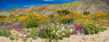 By this time in april, we are usually past our peak wildflower bloom and enjoying cacti and agave flowers. Super Bloom Wildflowers Wildblumen Im Anza Borrego State Park California Www Wilde Weite Welt De