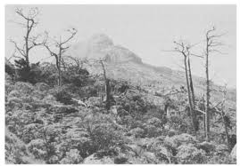 Image result for Helichrysum whyteanum