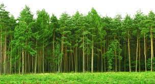 Waldflache In Deutschland 29 Oder 11 4 Mio Ha