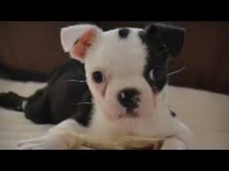 Dog Born With Swimmer Puppy Syndrome Miraculously Learns To Walk Hpl Youtube