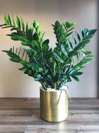 14 Houseplants That Thrive In Low Light Plants Indoor Plants Low Light Easy To Grow Houseplants