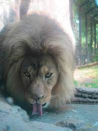 Topeka Zoological Park Topeka Zoo Big Cats Lions