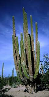 It is native to the sonoran desert in the u.s. The Mighty Cardon Todos Santos Official Website Baja California Sur Mexico