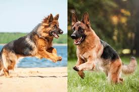 This breed is large, agile, and strong. Long Haired German Shepherd Vs Short Haired 5 Must Know Differences Perfect Dog Breeds