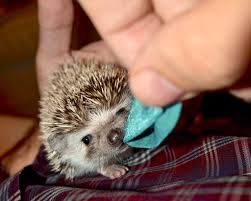 Princess Playing Tug Of War Baby Hedgehog Hedgehog Facts Cute Hedgehog