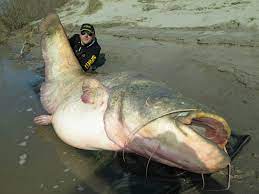 Wells fargo advisors is a trade name used by wells fargo clearing services, llc (wfcs) and wells fargo advisors financial network, llc, members sipc , separate. This Is One Seriously Big Wels Catfish