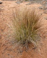 Image result for Aristida