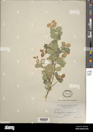 Image result for Malpighia coccigera