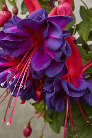 Fuchsia Voodoo By Geoff Bryant Fuchsia Flowers Unusual Flowers Amazing Flowers