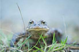 Documentary filmed in B.C. nominated in 'Wildlife Oscars'' - Nanaimo News  Bulletin