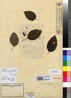 Image result for Calvoa orientalis