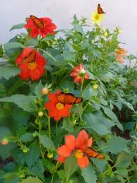 Image result for Dahlia sp. (cultivar)