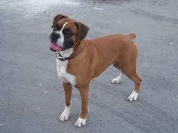 Brown Purebred Boxer Puppies Photos Boxer Puppies Puppy Photos Puppies