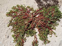 The purslane plant can be a difficult weed to control due to its multiple survival methods. Plantfiles Pictures Portulaca Species Pigweed Purslane Little Hogweed Wild Portulaca Portulaca Oleracea By Htop