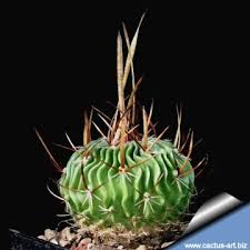 Image result for Stenostelma capense