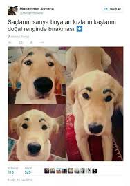 Pin By Turkan On Komik Resimler Ridiculous Pictures Funny Photos Cute Puppies